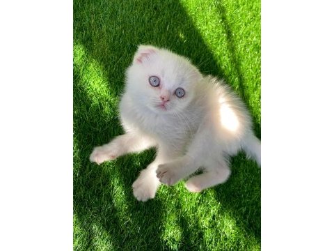 Bembeyaz kırık kulak scottish fold yavru