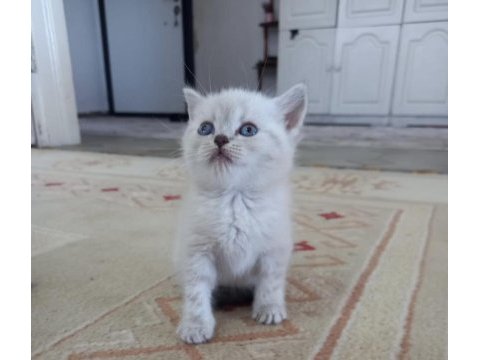 Mavi gözlü british shorthair yavrular