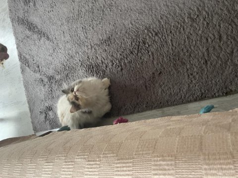 Minnoş persian