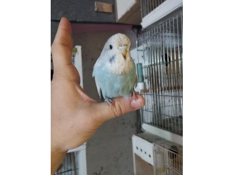 Yem yemeye başlayan ele alışık jumbo muhabbet yavrular