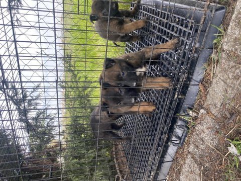 Hırs küpü belçika malinois yavrular