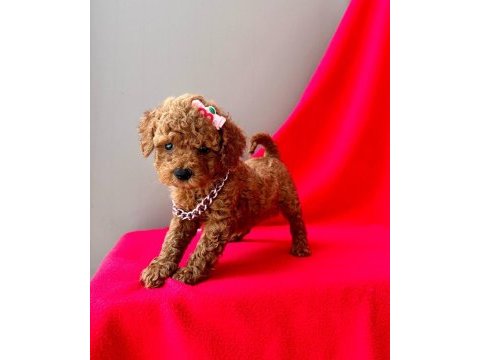 Safkan toy poodle bebekler