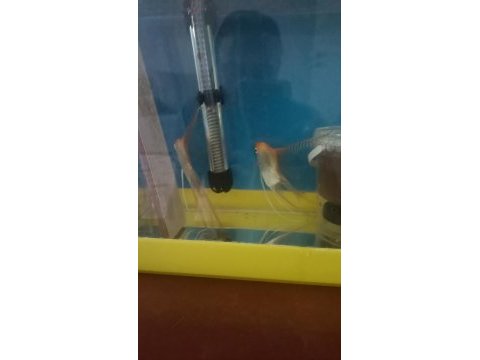 Eş yumurta çizmiş silver melek balığı