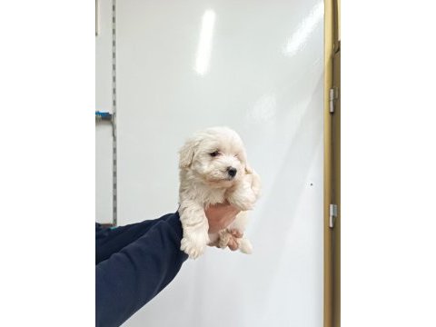 Maltese erkek yavru