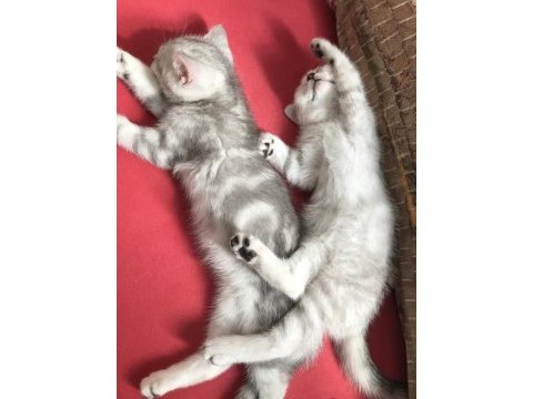 3 aylık yavru british shorthair