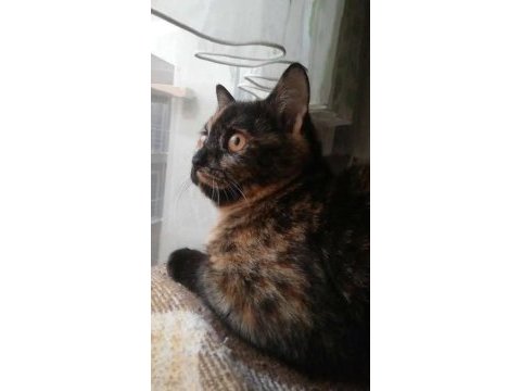 Sevecen british kızımız lucy