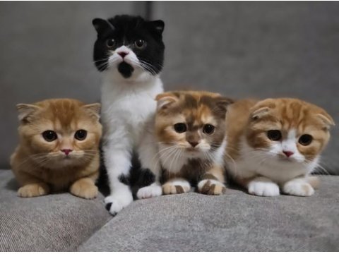 Uygun koca kafalı scottish fold yavruları