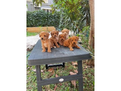 Tarçın kore maltipoo yavrularımız