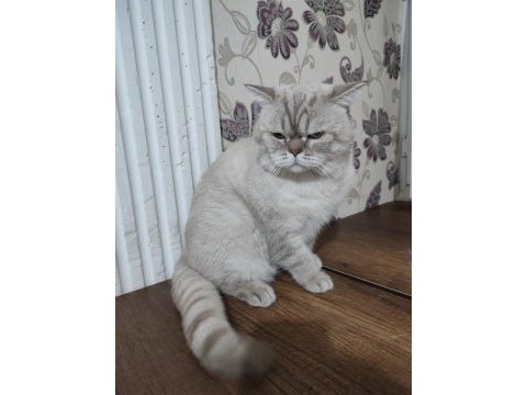 Blue point british shorthair