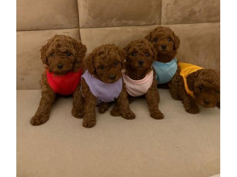 Toy poodle yavrular