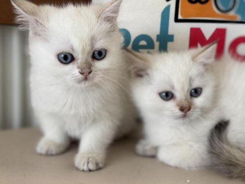Yasal ruhsatlı çifrlikde ziyarete açık british shorthair
