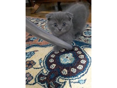 Kızımız 2 aylık bakabilecek birini arıyoruz scottish fold