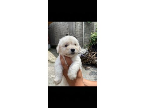 Maltipoo sıfır boy son 1 adet erkek