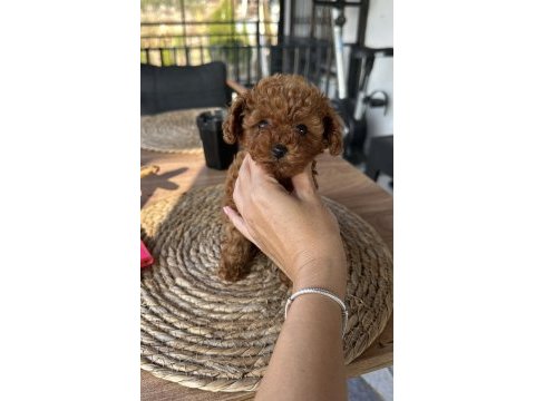 Toy poodle köpeğimiz