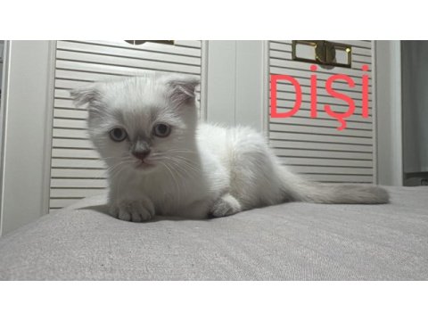 2 aylık scottish bluepoint shorthair yavrular