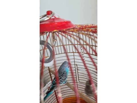 İlk gelen alır muhabbet kuşu