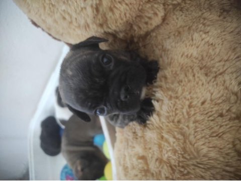 2 yavru french bulldog