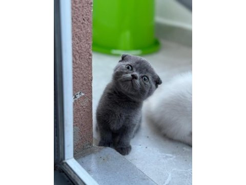 Scottish fold kediler