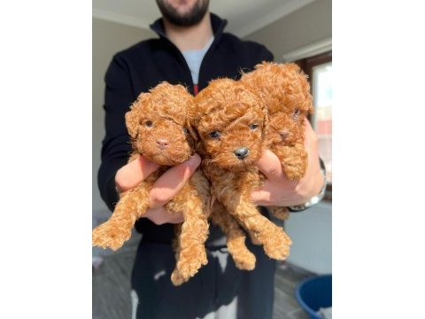 En kaliteli poodle yavruları