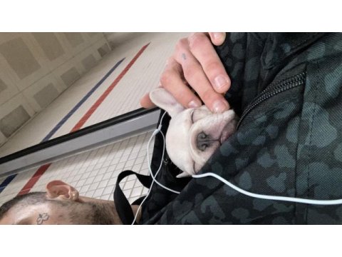 2.5 aylık erkek french bulldog