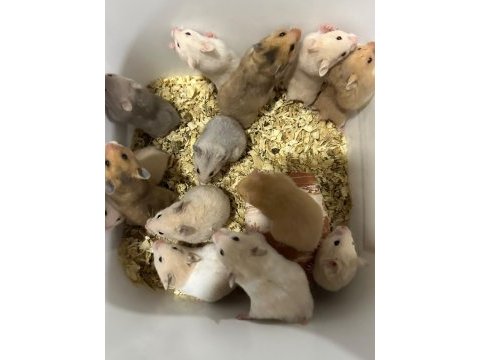 Suriye hamster
