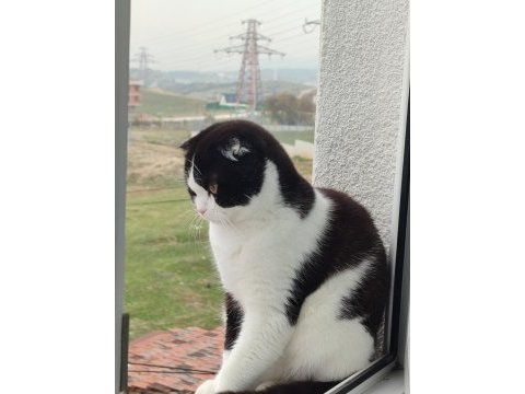 1.5 yaşında cins kedimiz
