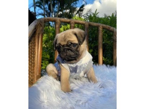 Irk ve sağlık garantili pug