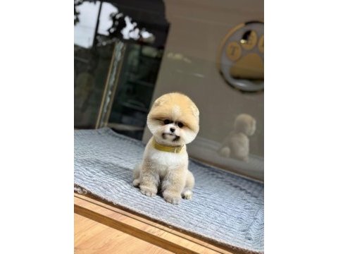 Sağlık ve ırk garantili pomeranian