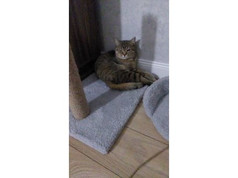 2 yasında british shorthair tabby kedimiz