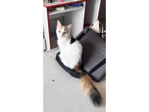 Oyuncu kedimiz lola ailesini arıyor