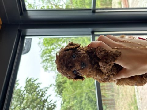 Çikolata tadında poodle yavrumuz yeni ailesini bekliyor