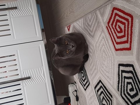 British shorthair oğlumuza yeni yuva arıyoruz