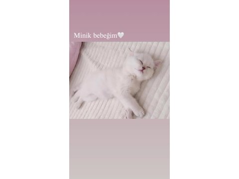 3 aylık british shorthair yavru ömürlük ailesini arıyor