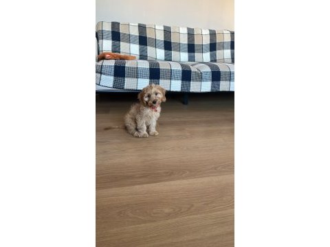 2.5 aylık toy poodle