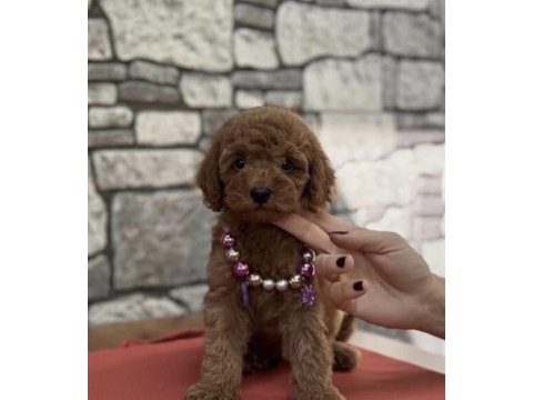 Toy poodle köpeği