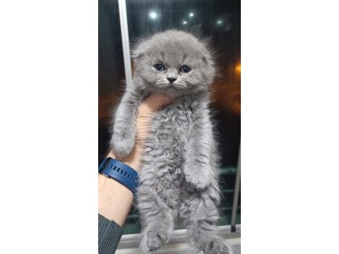 Scottish fold longhair yavrular