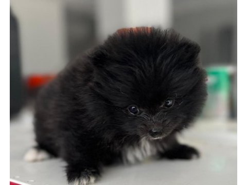 Kendi yetistirdigim köpeğimin pomeranian yavruları