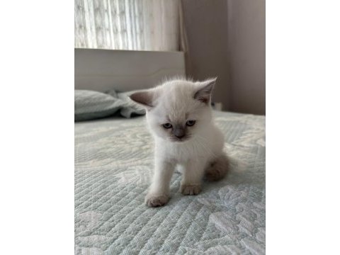 Yavru british shorthair