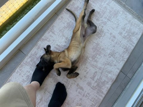 Şecereli safkan şampiyona köpeği 3 aylık malinois