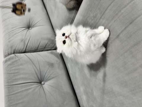 En tatlı scottish fold bebekler biziz