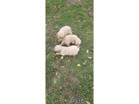 Yavru golden retriever 4 erkek 3 dişi