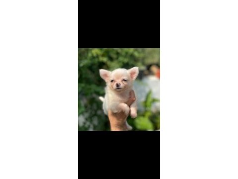 A şecere belgeli longhair erkek yavrum chihuahua