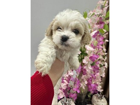Maltese terrier 60 günlük köpeğimiz