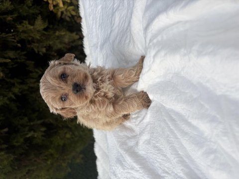 Maltipoo erkek yavru