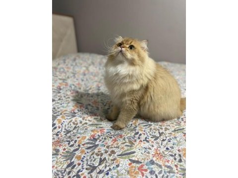 Şecereli ödüllü kan hattı british longhair by11