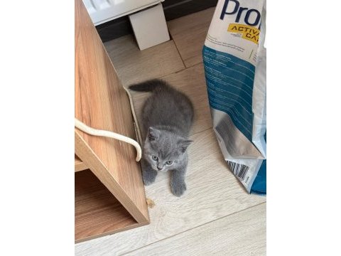 1.5 aylık melek yüzlü british shorthair