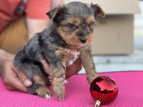 Tea cup morkie yavrular petmode de ziyarete açık