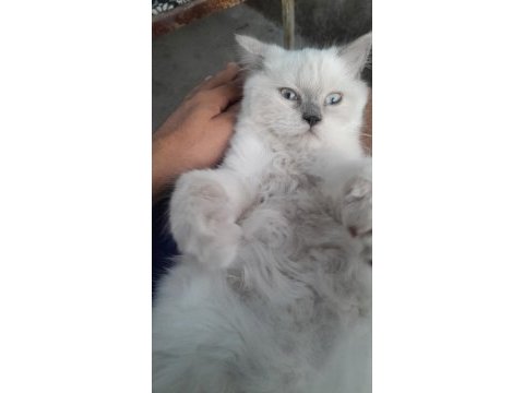 British longhair blue point safkan