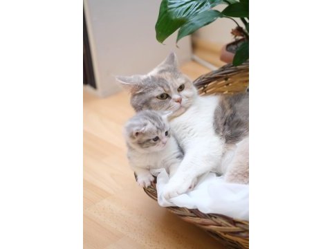 2 aylık british shorthair