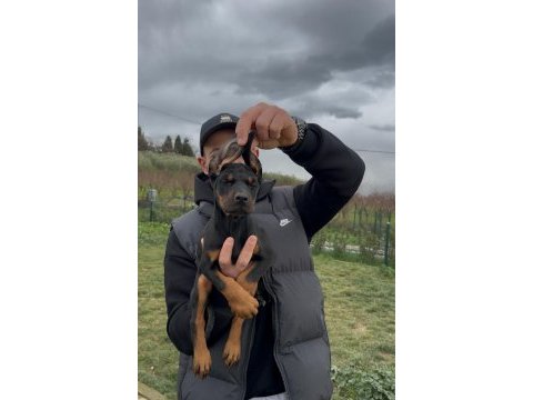 Şampiyon üreticiden geleceğin yıldızları dobermanlar
